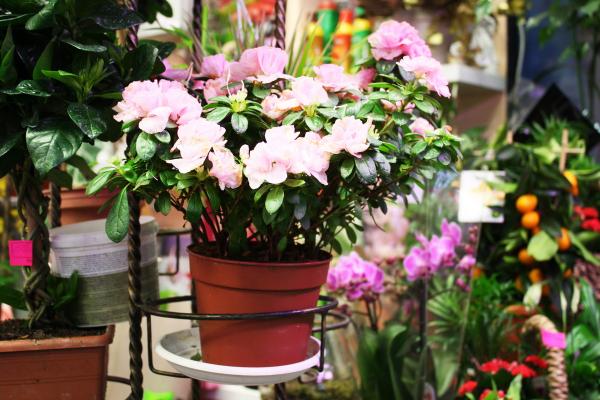 Flowers Titan